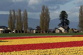 Skagit Valley Tulip Festival